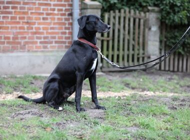 Vermittlungshund Akiro