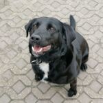 Patenhund Caro wartet auf neue Paten